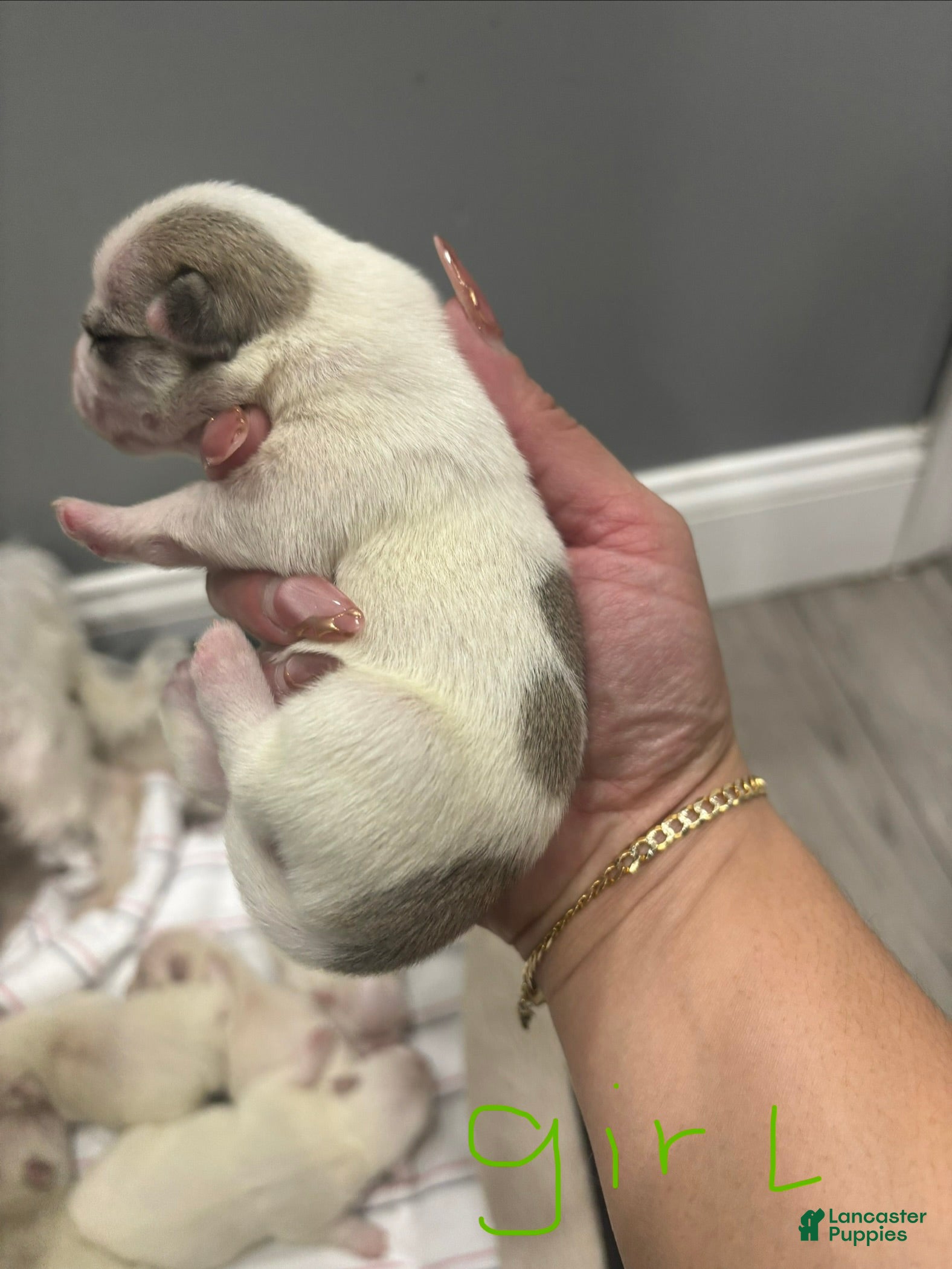 Mixed Breed dogs Mixed Breed Puppy 1 - Ad 16