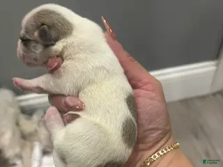 Mixed Breed dogs Mixed Breed Puppy 1 - Ad 16