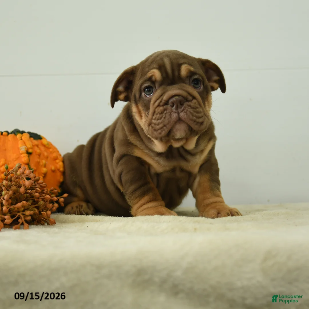 English Bulldog dogs for sale: Denver - Ad 2
