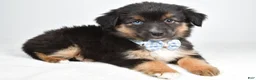 Miniature Australian Shepherd dogs for sale: Faith  - Ad 8