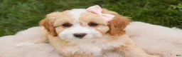 Mixed Breed dogs for sale: Tinker Bell Munchkin Bernedoodle - Ad 4