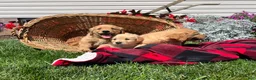 Golden Retriever dogs for sale: Marley❤️AKC Hip Cert - Ad 2