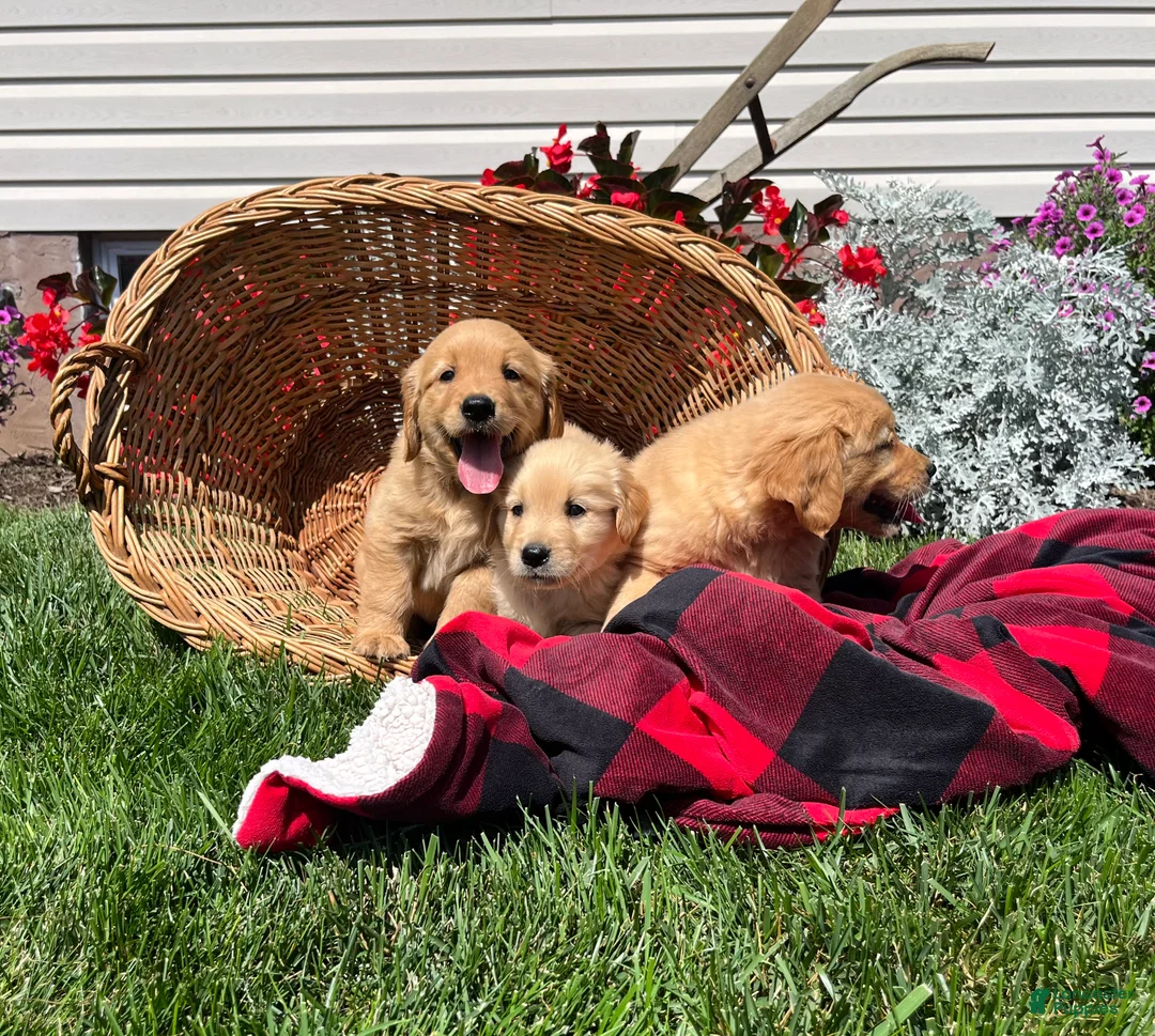 Golden Retriever dogs for sale: Marley❤️AKC Hip Cert - Ad 2