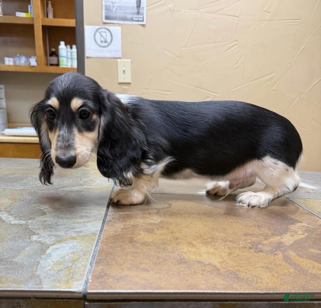 Dachshund dogs for sale: Travis - Ad 19