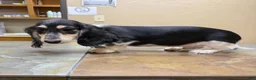Dachshund dogs for sale: Travis - Ad 1