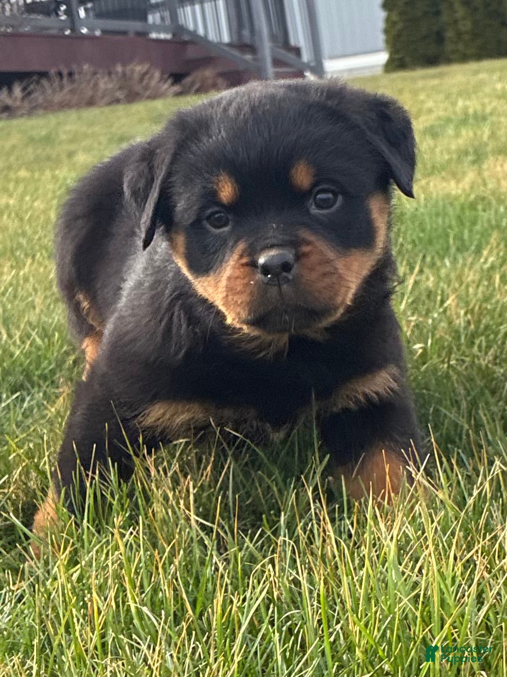 Rottweiler dogs Bonnie - Ad 1