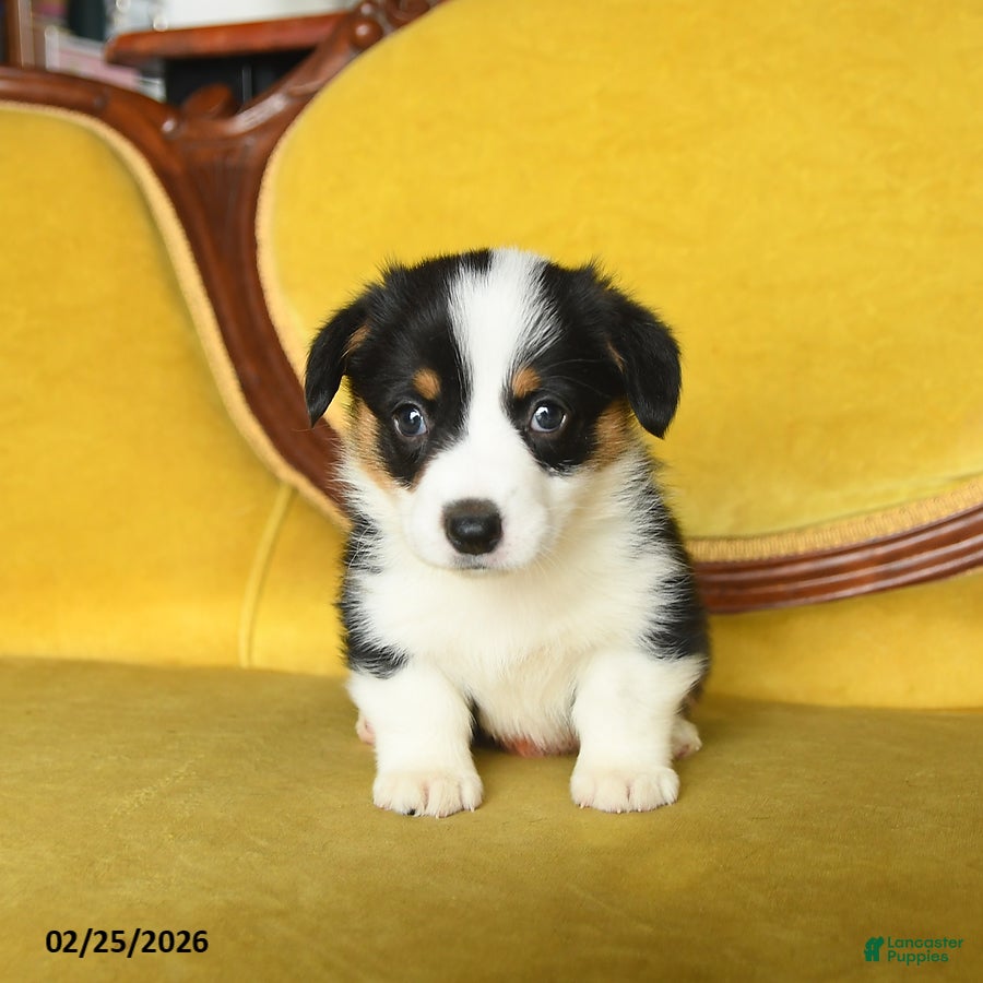 Welsh Corgi Pembroke dogs Twinkle - Ad 2