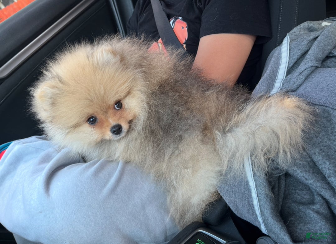 Pomeranian dogs for sale: Pomeranian Puppy 1 - Ad 4