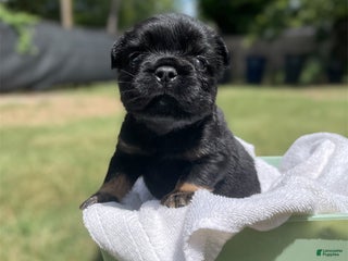 French Bulldog dogs - Ad 20