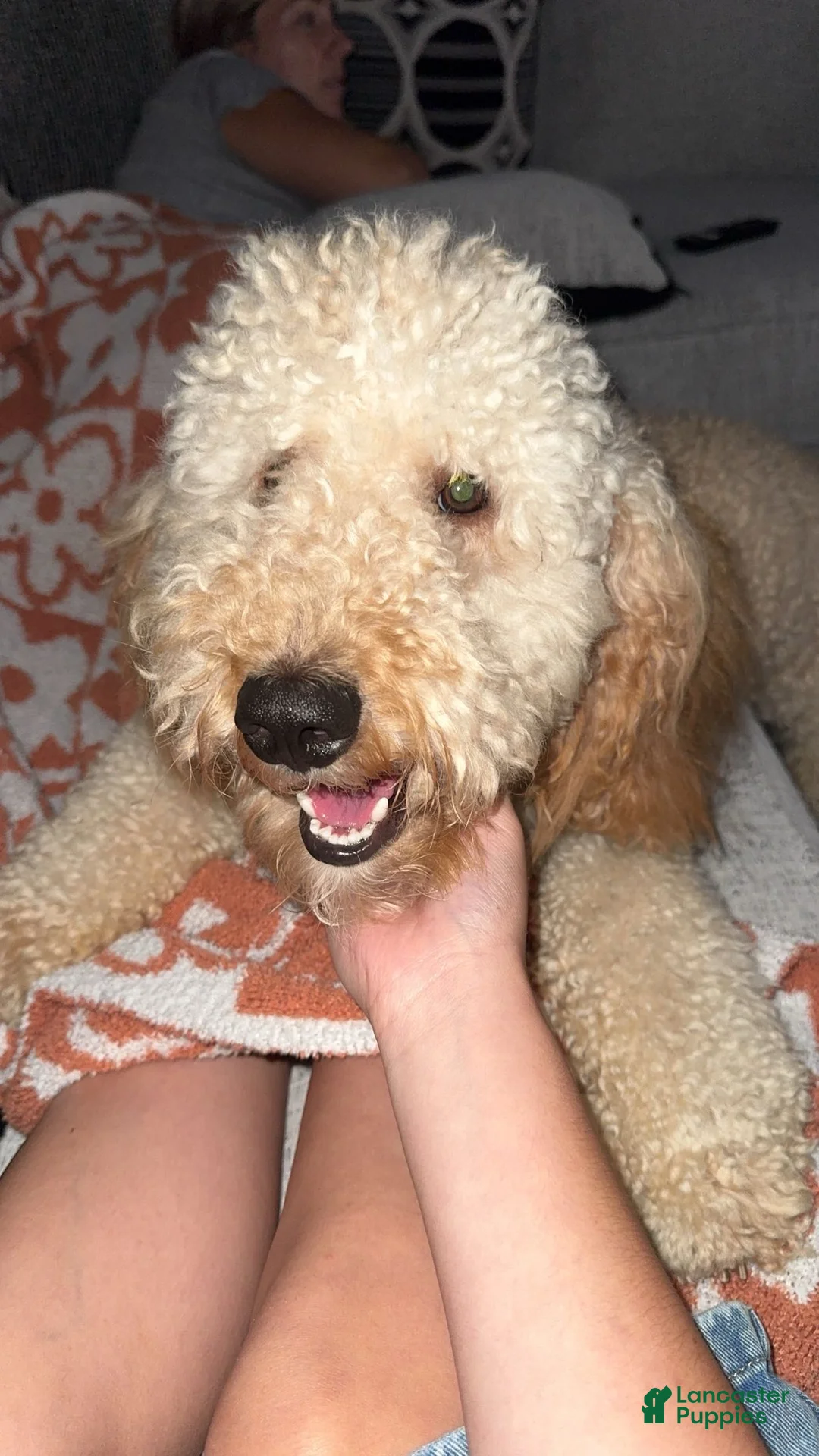 Goldendoodle dogs for sale: Goldendoodle 1 - Ad 2