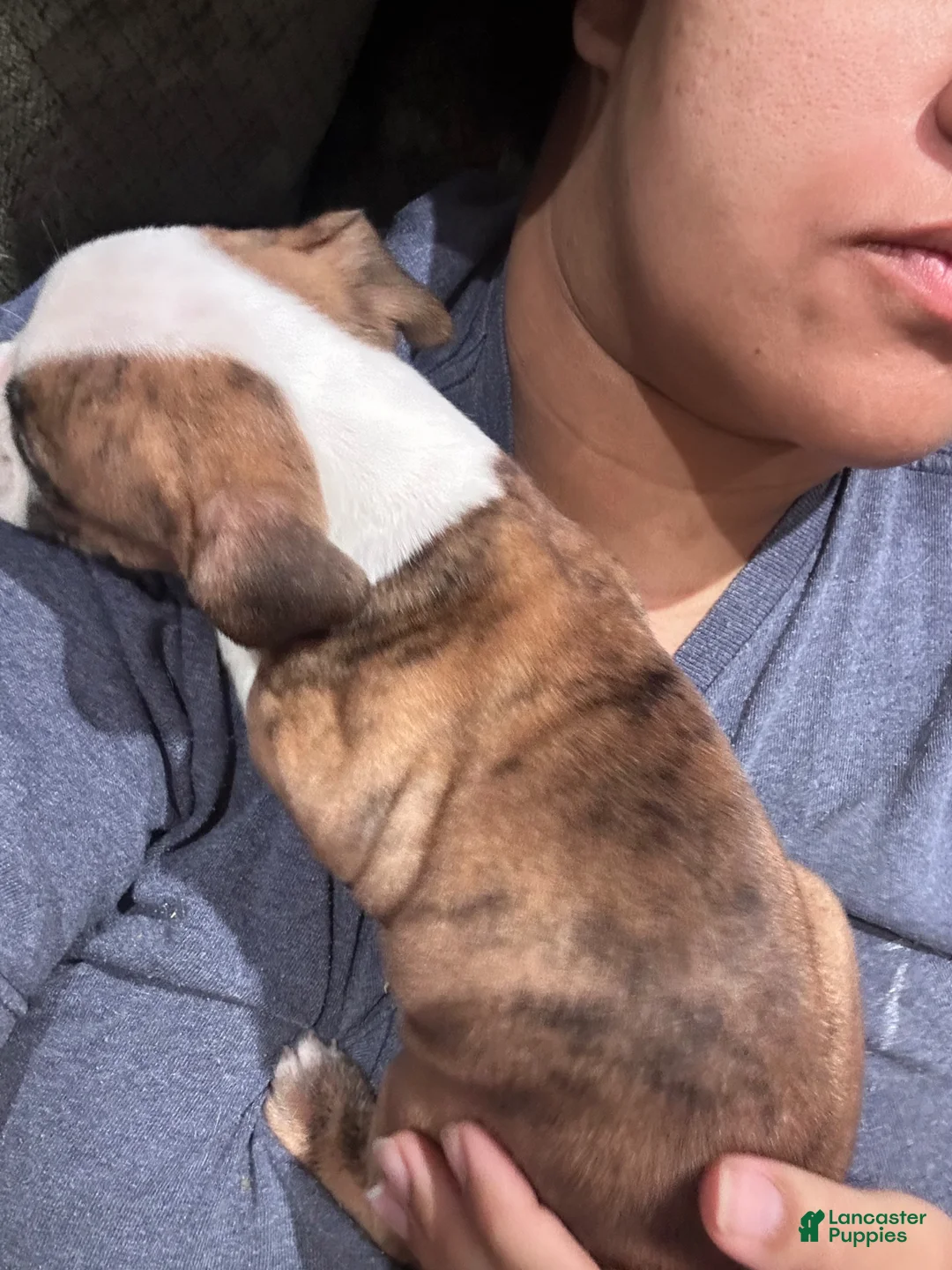 Mixed Breed dogs for sale: English Bulldog Puppy 10 - Ad 2