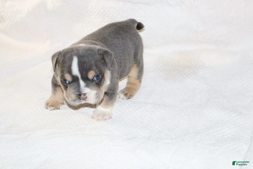 English Bulldog dogs for sale: Dominik - Ad 1