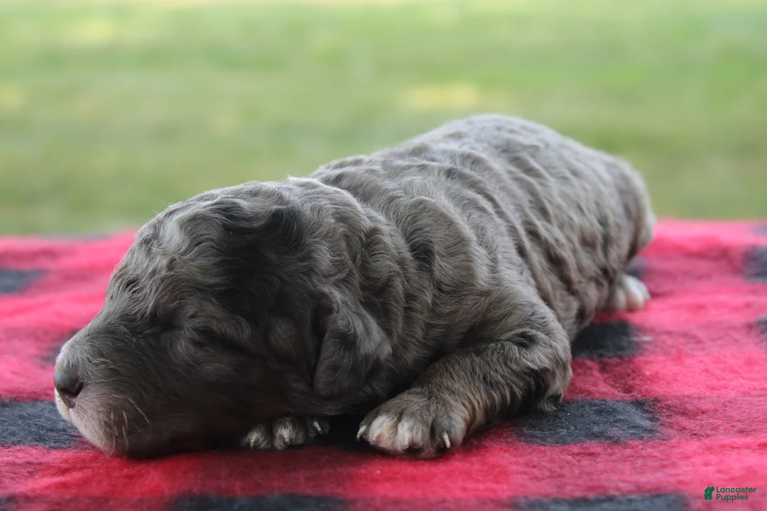 Mini Goldendoodle dogs for sale: Vern - Ad 2