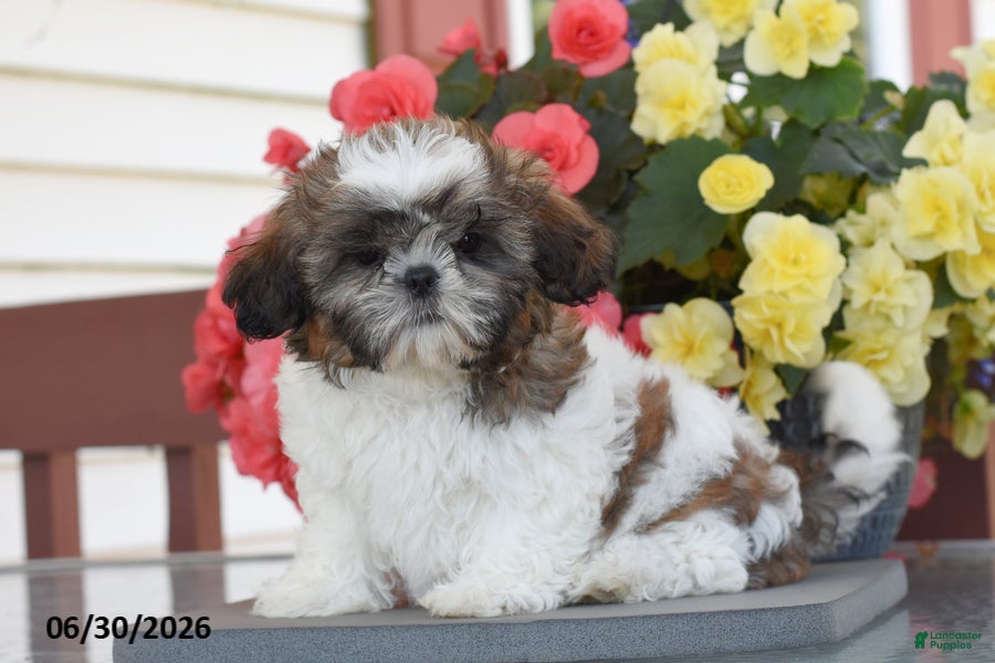 Shih Tzu dogs Mary  - Ad 1