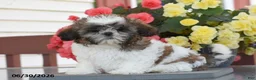 Shih Tzu dogs for sale: Mary  - Ad 1
