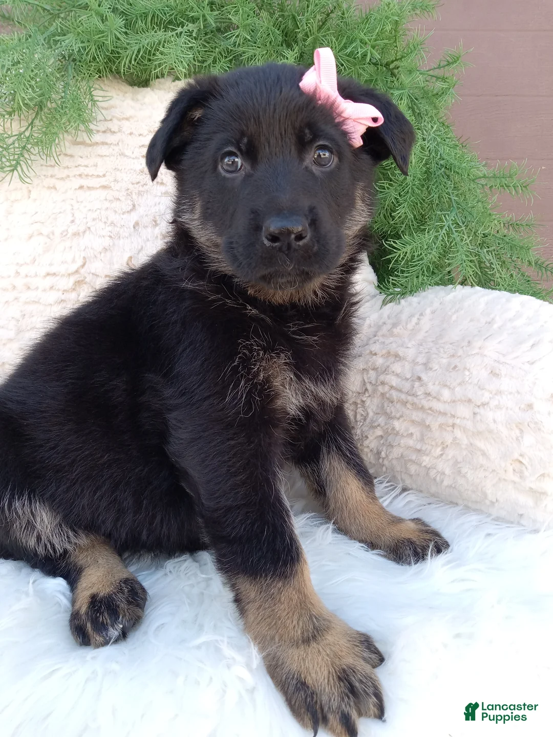 German Shepherd dogs for sale: Callie - Ad 1