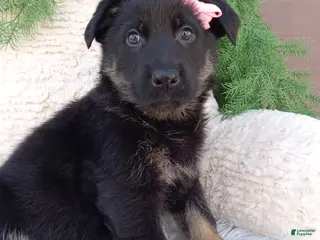 German Shepherd dogs for sale: Callie - Ad 4