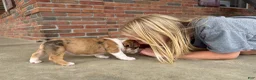 English Bulldog dogs for sale: Precious - Ad 6