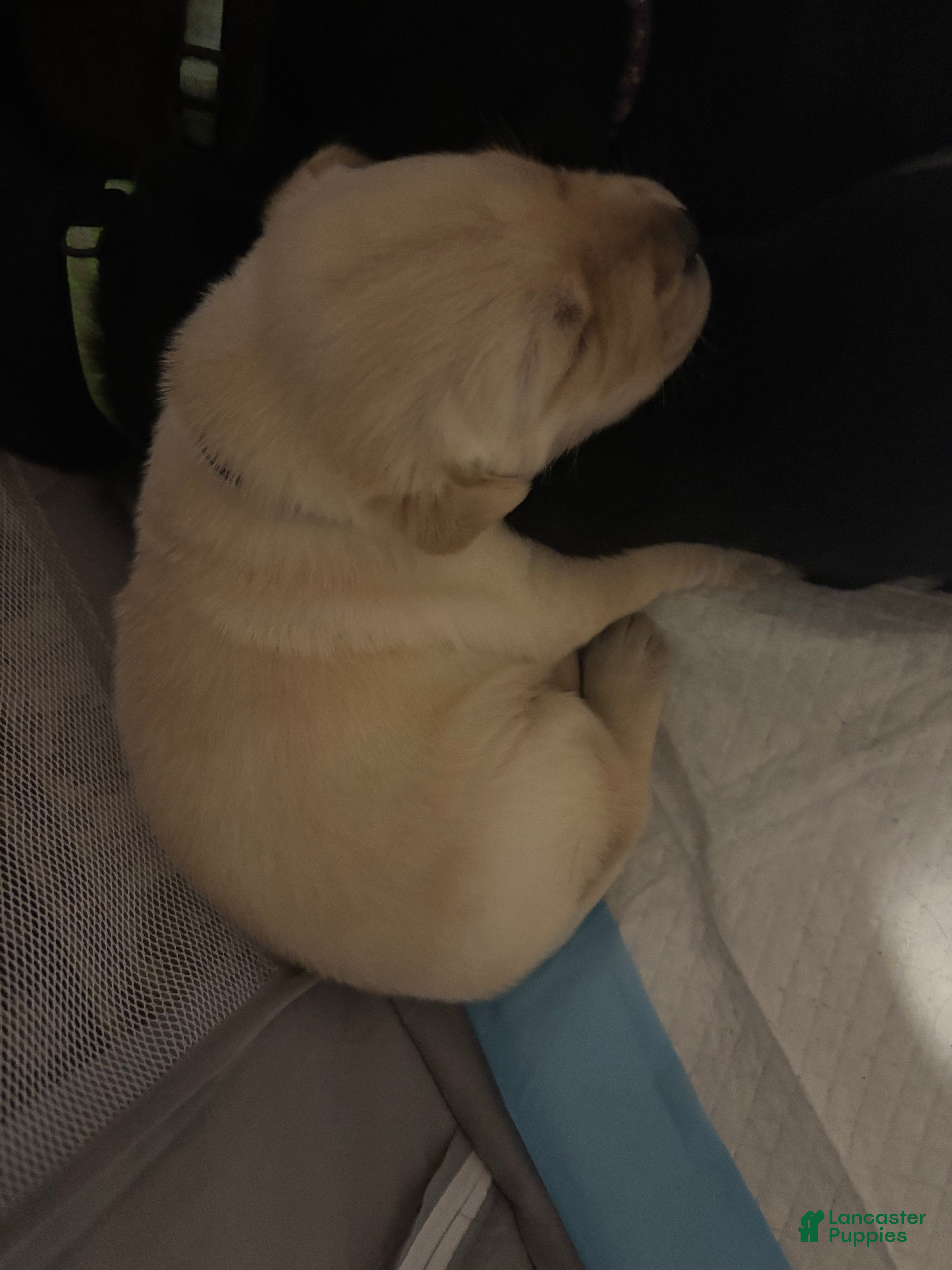 Labrador Retriever dogs Labrador Retriever Jethro yellow collar  - Ad 1