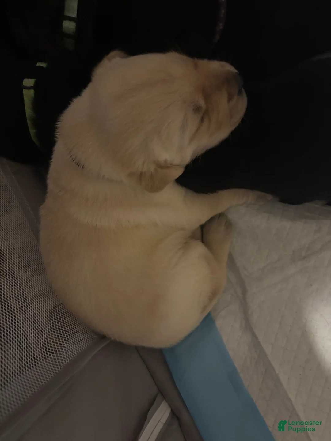 Labrador Retriever dogs for sale: Labrador Retriever Jethro yellow collar  - Ad 1