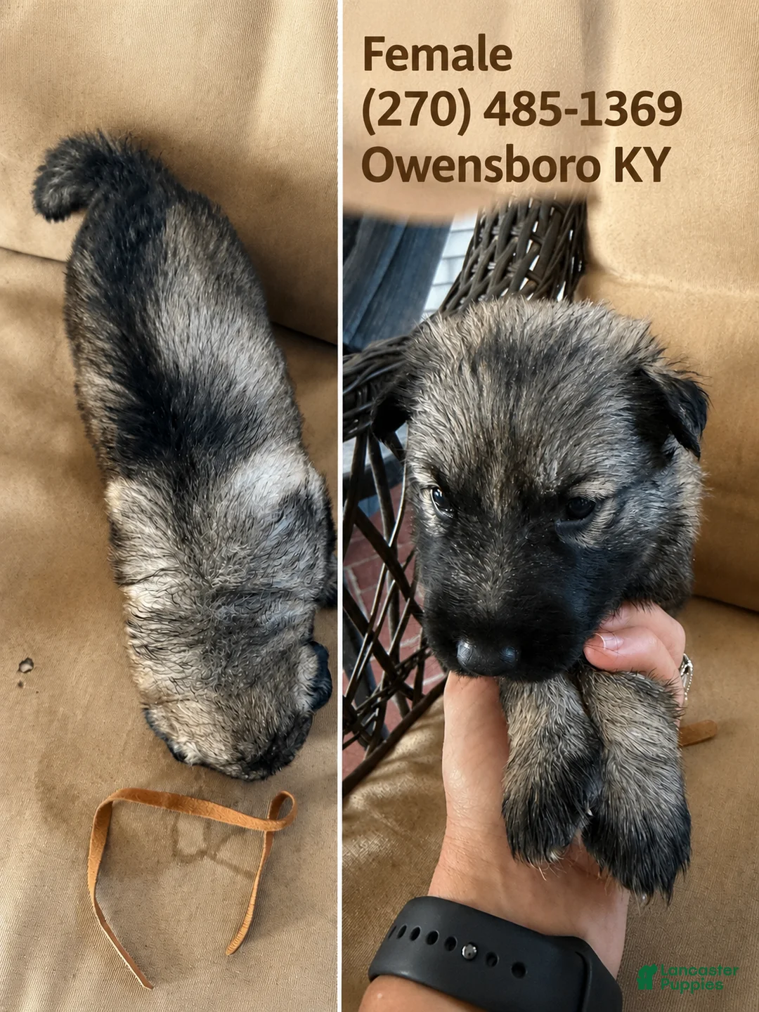 German Shepherd dogs for sale: German Shepherd 5 - Ad 1