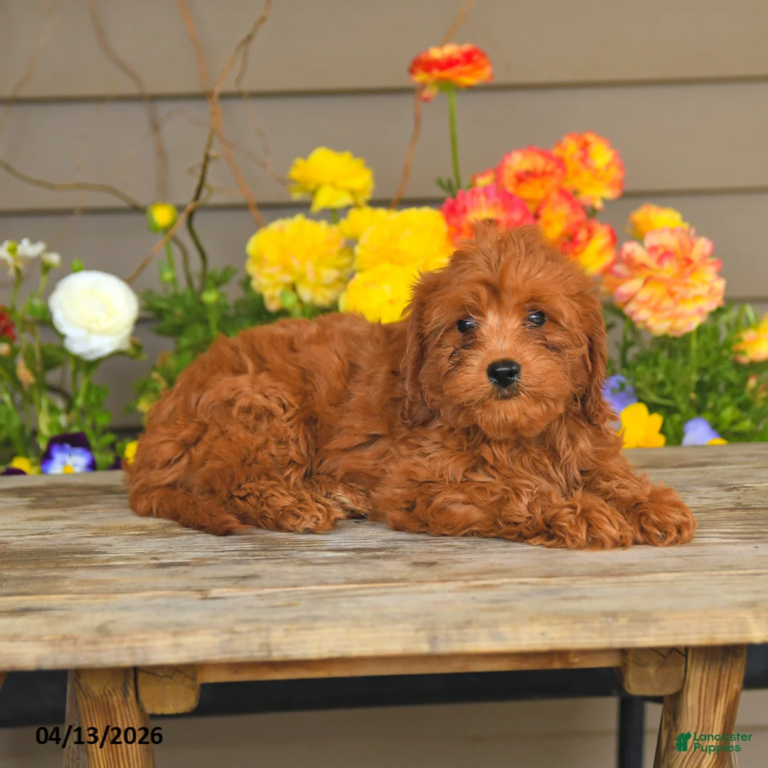 Cavapoo dogs for sale: Archie - Ad 5