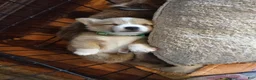 Welsh Corgi Pembroke dogs for sale: Green collar  - Ad 8