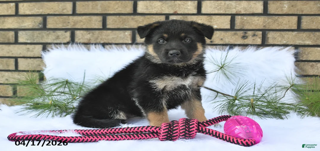 Gallery Image {{count}}