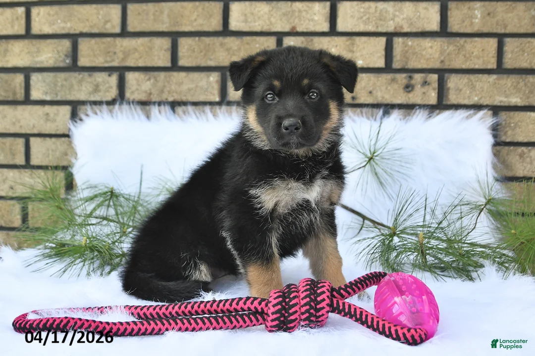 Gallery Image {{count}}