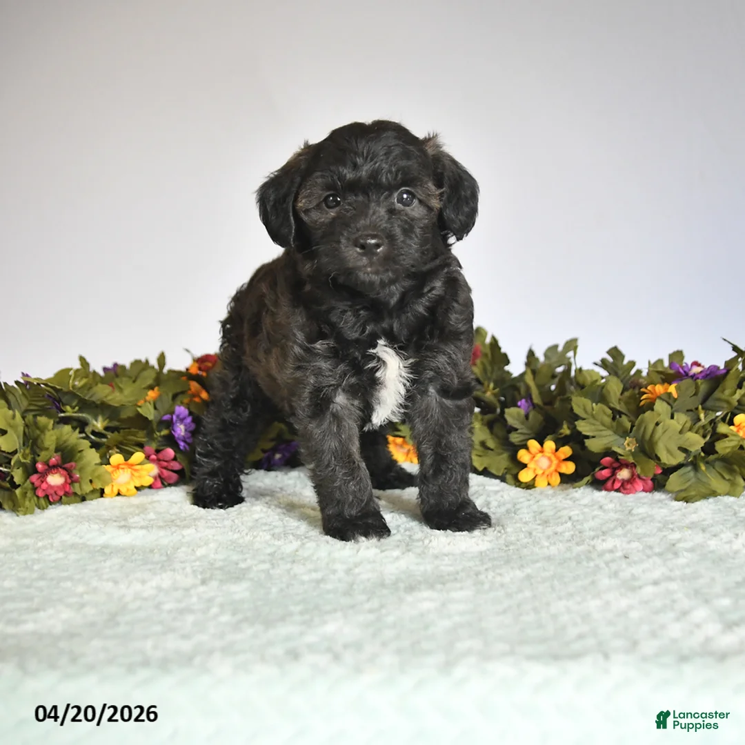 Mixed Breed dogs for sale: Prince   - Ad 1