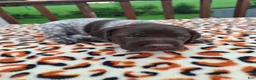 German Shorthaired Pointer dogs for sale: German Shorthaired Pointer Blaze - Ad 2