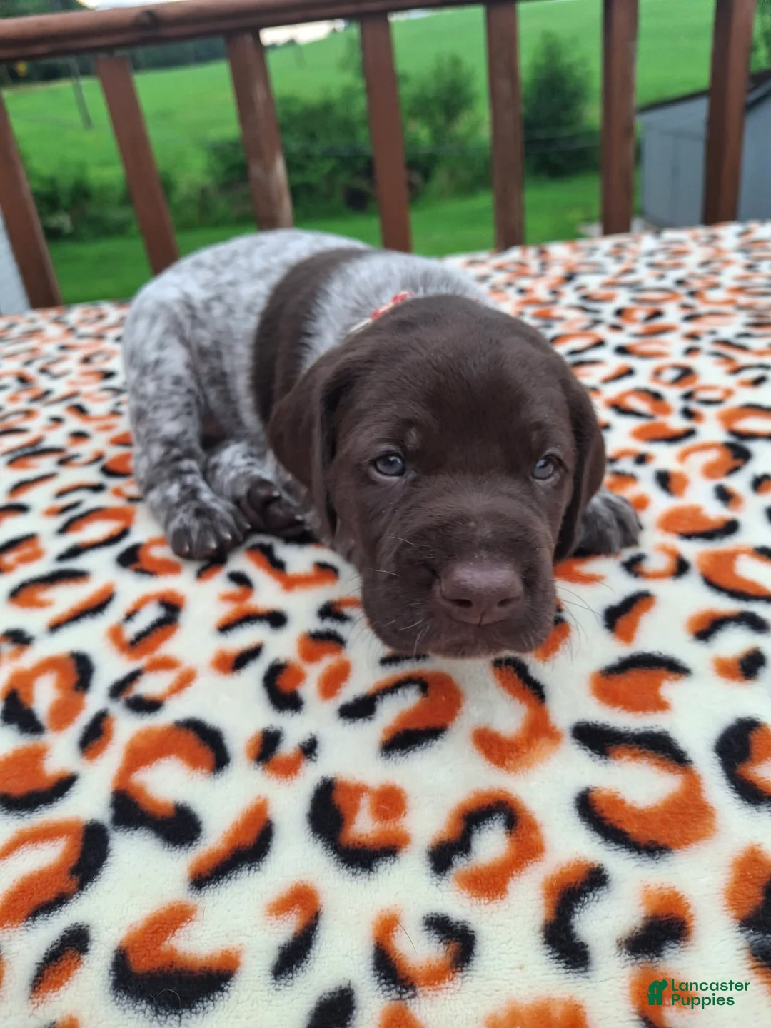 German Shorthaired Pointer dogs for sale: German Shorthaired Pointer Blaze - Ad 2