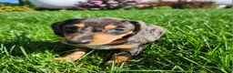 Miniature Dachshund dogs for sale: Remy  - Ad 5