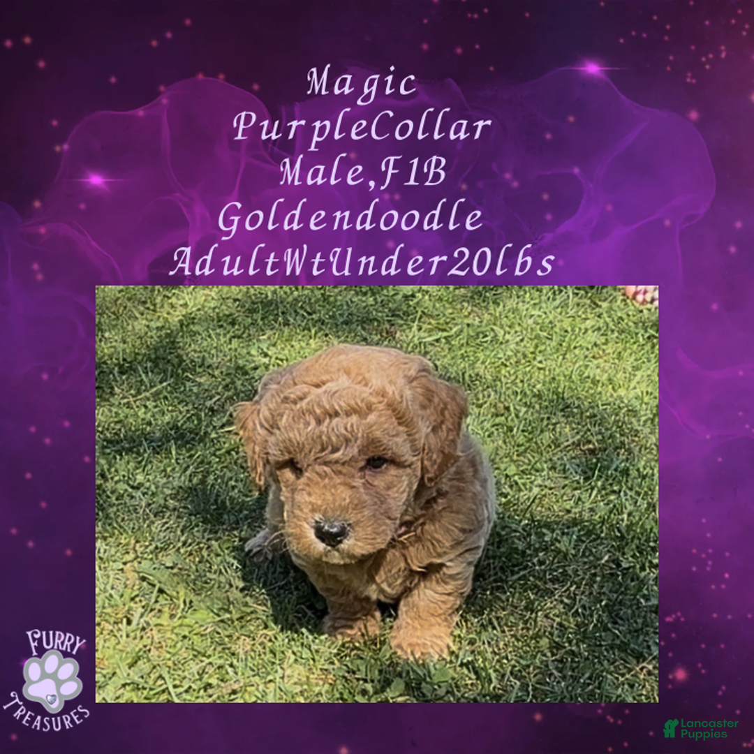 Goldendoodle dogs for sale: Magic “Purple Collar” Male - Ad 10