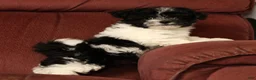 Havapoo dogs for sale: Beauty - Ad 7