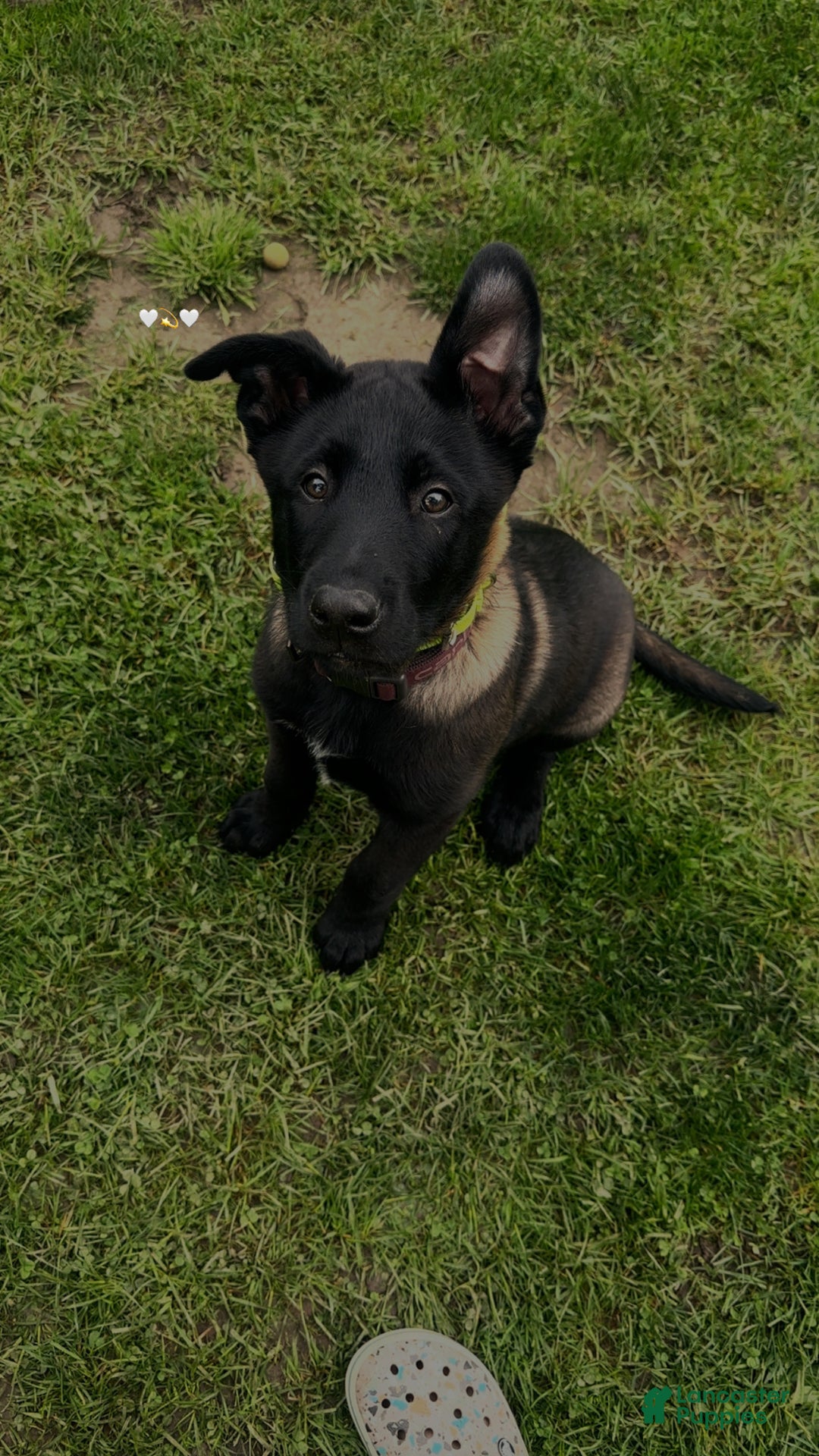 Belgian Malinois dogs for stud: Bode for stud - Ad 9