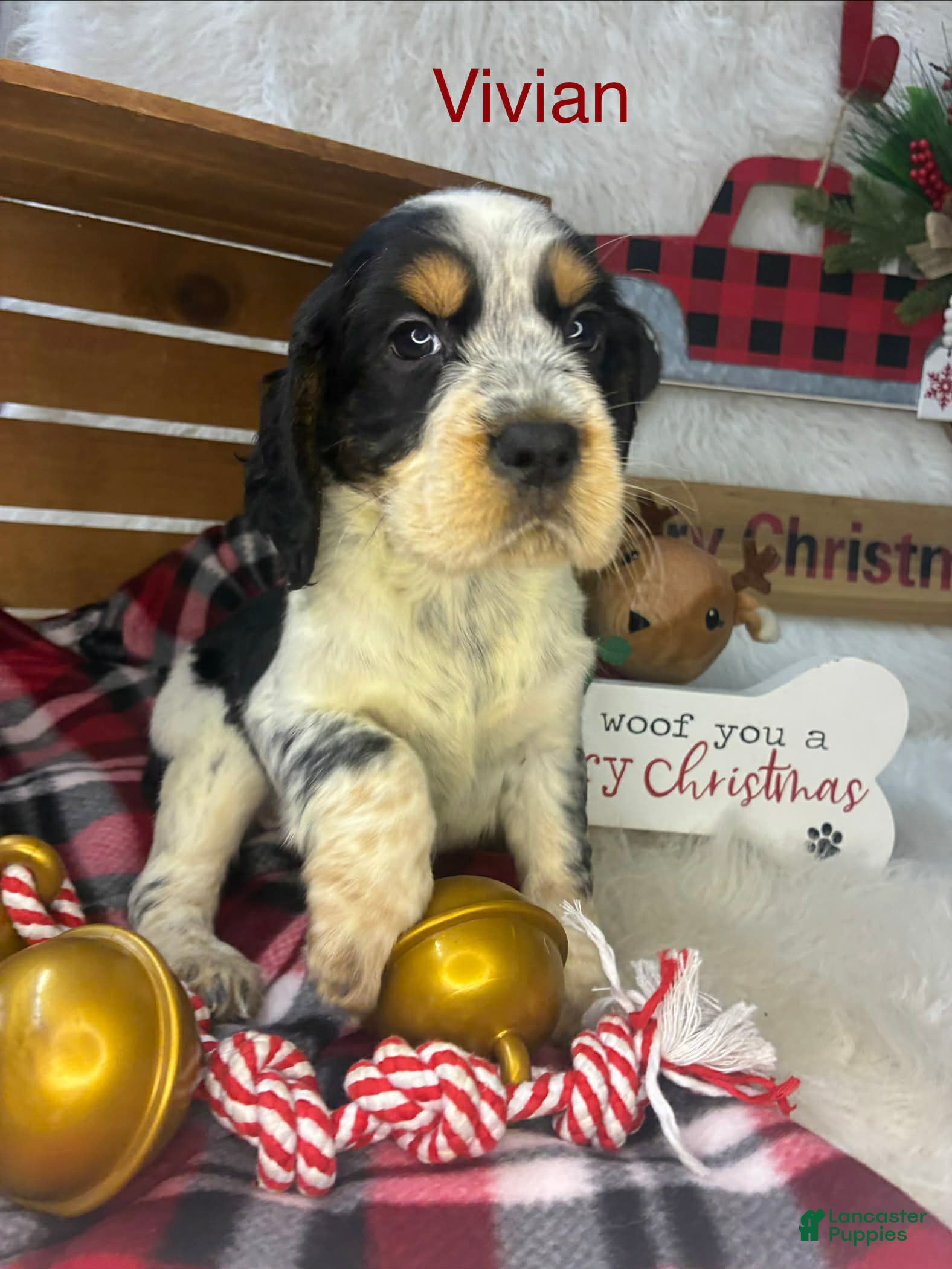 English Springer Spaniel dogs Vivian  - Ad 41
