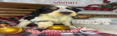 Vivian 