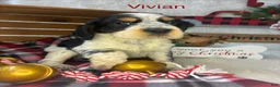 English Springer Spaniel dogs for sale: Vivian  - Ad 1