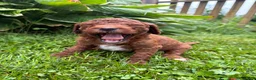 Mini Goldendoodle dogs for sale: Poppy - Ad 5