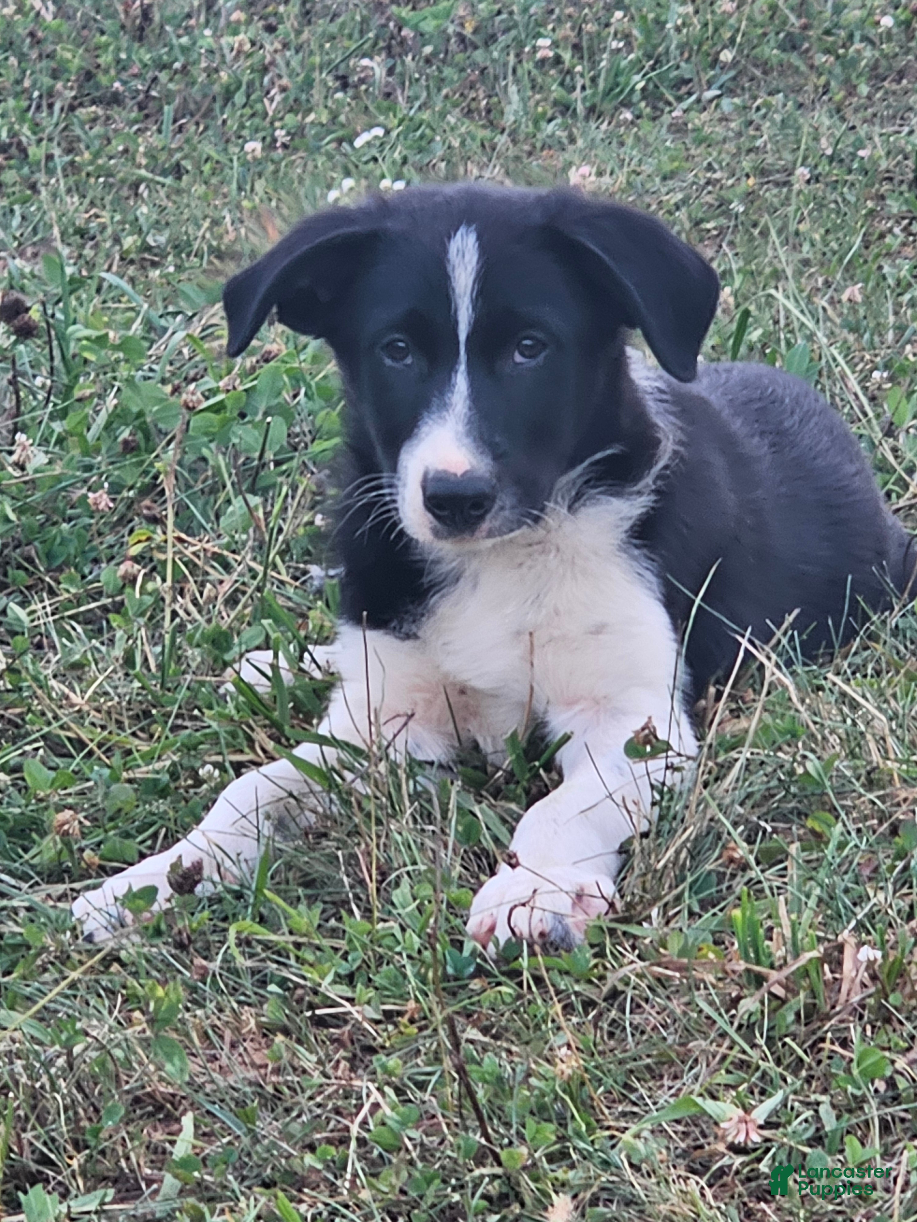Border Collie dogs Jackson  - Ad 2