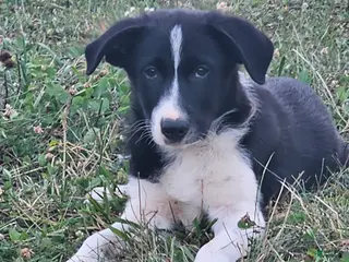 Offset Border Border collie Puppies for sale | Lancaster Puppies