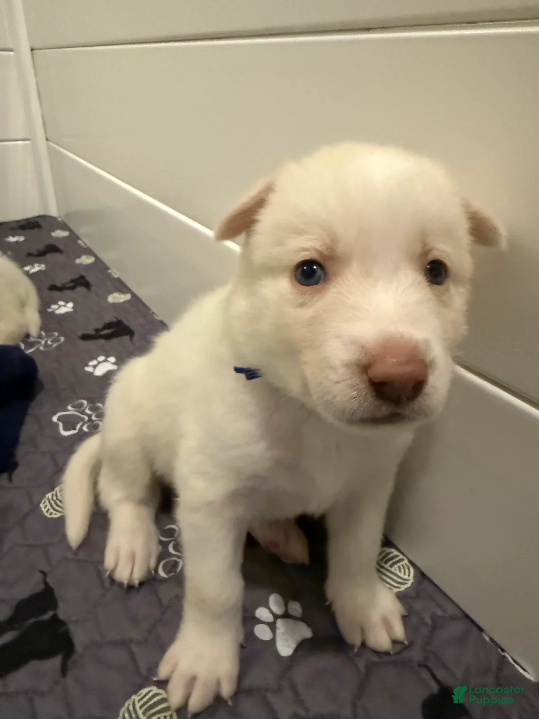 Siberian Husky dogs for sale: Blue Collar - Ad 2