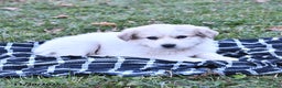 Great Pyrenees dogs for sale: Nicky - Ad 6