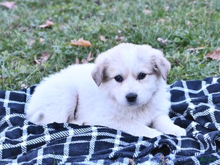 Great Pyrenees dogs Nicky - Ad 1