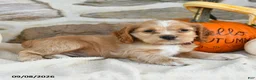 English Cocker Spaniel dogs for sale: Royal - Ad 3