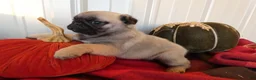 Pug dogs for sale: Pug 1 Tweety - Ad 5