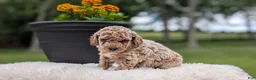 Miniature Poodle dogs for sale: Rascal - Ad 9