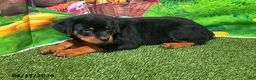Rottweiler dogs for sale: Pebbles - Ad 1
