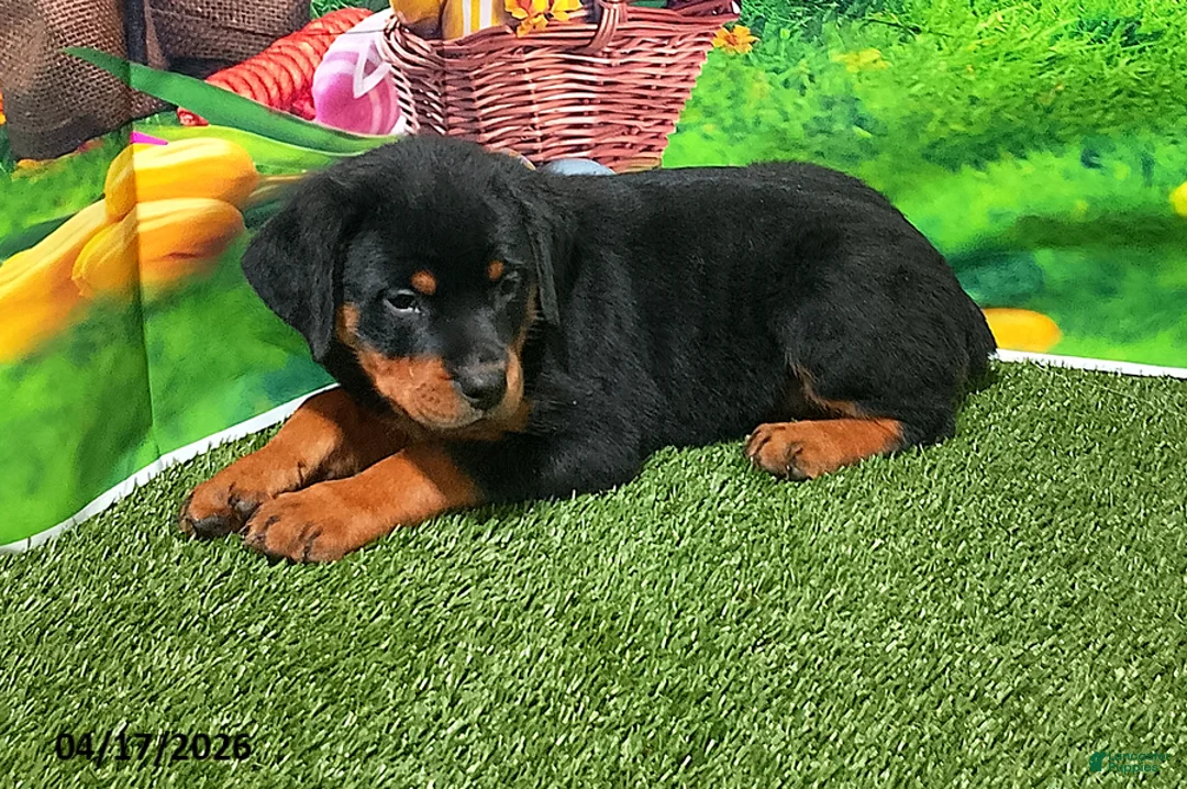 Rottweiler dogs for sale: Pebbles - Ad 1